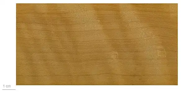 Le bois de niaouli est jaune rosé, utilisé pour les piquets de clôture (muséum de Toulouse).