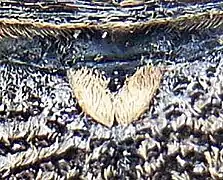 Gros plan du scutellum du longicorne Monochamus galloprovincialis, recouvert d'un duvet clair.