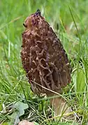 Morchella conica (Ascomycota)