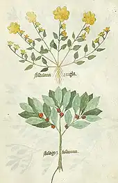 Dessin de plantes en couleur, comme aplaties en herbier : en haut une rosette d'hélianthème, plante à petites feuilles avec de grandes fleurs jaunes ; en bas un pied de Fusain portant de petits fruits rouges à l'aisselle des feuilles.