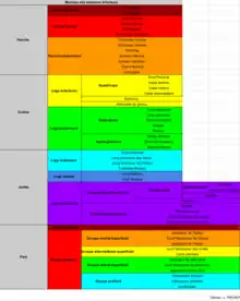 Muscles des membres inférieurs chez l'homme