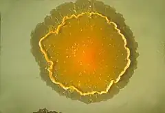 Description de cette image, également commentée ci-après