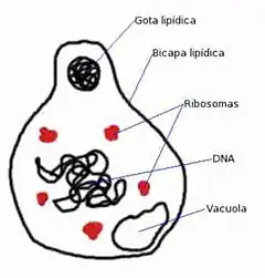 Description de l'image Mycopl.jpg.