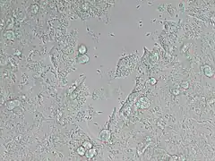 Description de l'image Neospora caninum (5256961091).jpg.