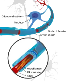 Représentation de neurone nerveux centraux.