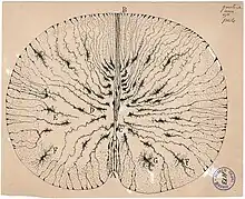 Cellules gliales de la moelle épinière de souris