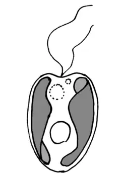 Description de l'image Ochromonas (Chrysophyceae).png.