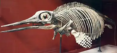 L'anneau sclérotique de l'ichthyosaure Ophthalmosaurus est l'un des plus grands du règne animal.