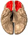 Vue inférieure du cerveau humain, les gyri orbitaires sont marqués en rouge.