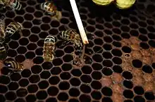 exemple de test de l’allumette positif