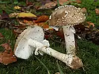 L'amanite panthère (Amanita pantherina).