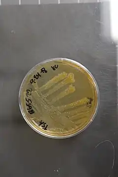 Description de l'image Pantoea piersonii, formerly Kalamiella piersonii NRRL B-65522 (Type Strain).jpg.