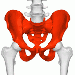 Pelvis (mâle) représenté en rouge et faisant la jonction entre la colonne vertébrale et les membres inférieurs