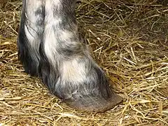 Pied talus, l'appui se faisant exagérément sur le talon.