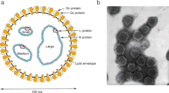 Description de l'image Peribunyavirus virion structure.gif.