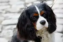 Portrait d'un Cavalier King Charles Spaniel, noire, blanc et feu.