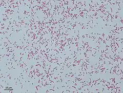 Description de l'image Photo culture hafnia alvei.jpg.