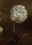 Physarum pusillum