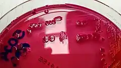 Description de l'image Phytobacter diazotrophicus.jpg.