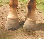  image des pieds antérieurs d'un cheval, vus de face.