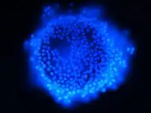  Ovocyte de porc prélevé sur un jeune animal provenant d'un abattoir. Il est entouré de petites cellules de la granulosa. Coloré avec du DAPI. Microscopie à fluorescence. Objectif 40x.