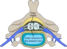 Schéma d'une coupe latérale d'une vertèbre
