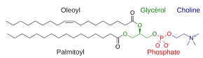 Phosphoglycéride.