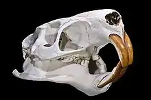  Crâne vu de profil avec deux paires de longues incisives de couleur rousse sur leur face extérieure