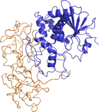 Image illustrative de l’article Ricine