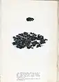 Rivularia atra, planche de l'herbier des frères Pierre-Louis et Hippolyte-Marie Crouan.