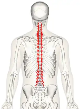 Les muscles rotateurs
