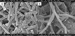 Description de l'image SEM of hydrogenotrophic methanogenic culture Methanospirillum hungatei.jpg.