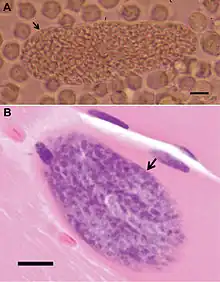 Description de l'image Sacrocystis nesbetti sarcocysts.jpg.