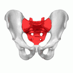 Sacrum représenté en rouge