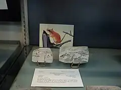 La Sarigue de Cuvier (Peratherium cuvieri).