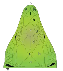 Schéma légendé de la tête chez Timon lepidus