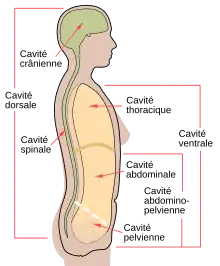 Schéma des différentes cavités humaines.