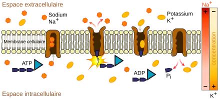 Schéma de la bicouche lipidique membranaire avec la pompe Na+/K+-ATPase maintenant le potassium à l'intérieur et le sodium à l'extérieur de la cellule. Ce processus nécessite de l'énergie fournie par des molécules d'ATP.