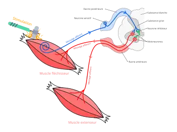 Schéma résumant le réflexe muotatique