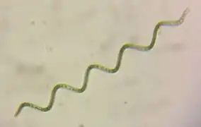 Arthrospira platensis (Microcoleaceae).
