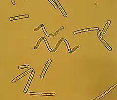 Spirulina sp. au microscope (Pseudanabaenaceae).
