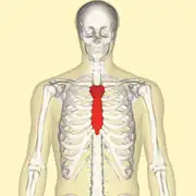 Position du Sternum au niveau de la cage thoracique (en rouge).