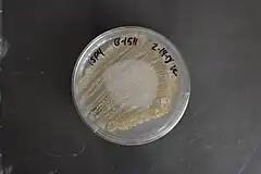 Description de l'image Streptomyces viridochromogenes NRRL B-1511 (Type Strain).jpg.