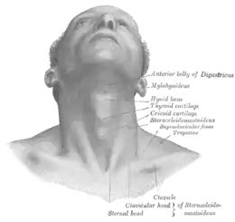 Cou : vue antérieure.