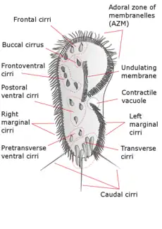 Stylonychia mytilus(Avec légendes).