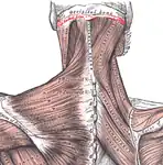 Vue postérieure de la ligne nucale supérieure (marquée en rouge) et des muscles qui s'y rattachent.