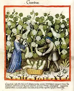 Courge : Froid et humide