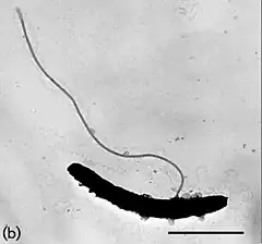 Description de l'image Telmatobacter bradus.jpg.