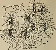 dessin ancien en noir et blanc montrant des petits ensemble ovoïde ramifiés avec des canaux partant de chaque pointe