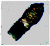 Tintinnopsis sulfata (Codonellidae).